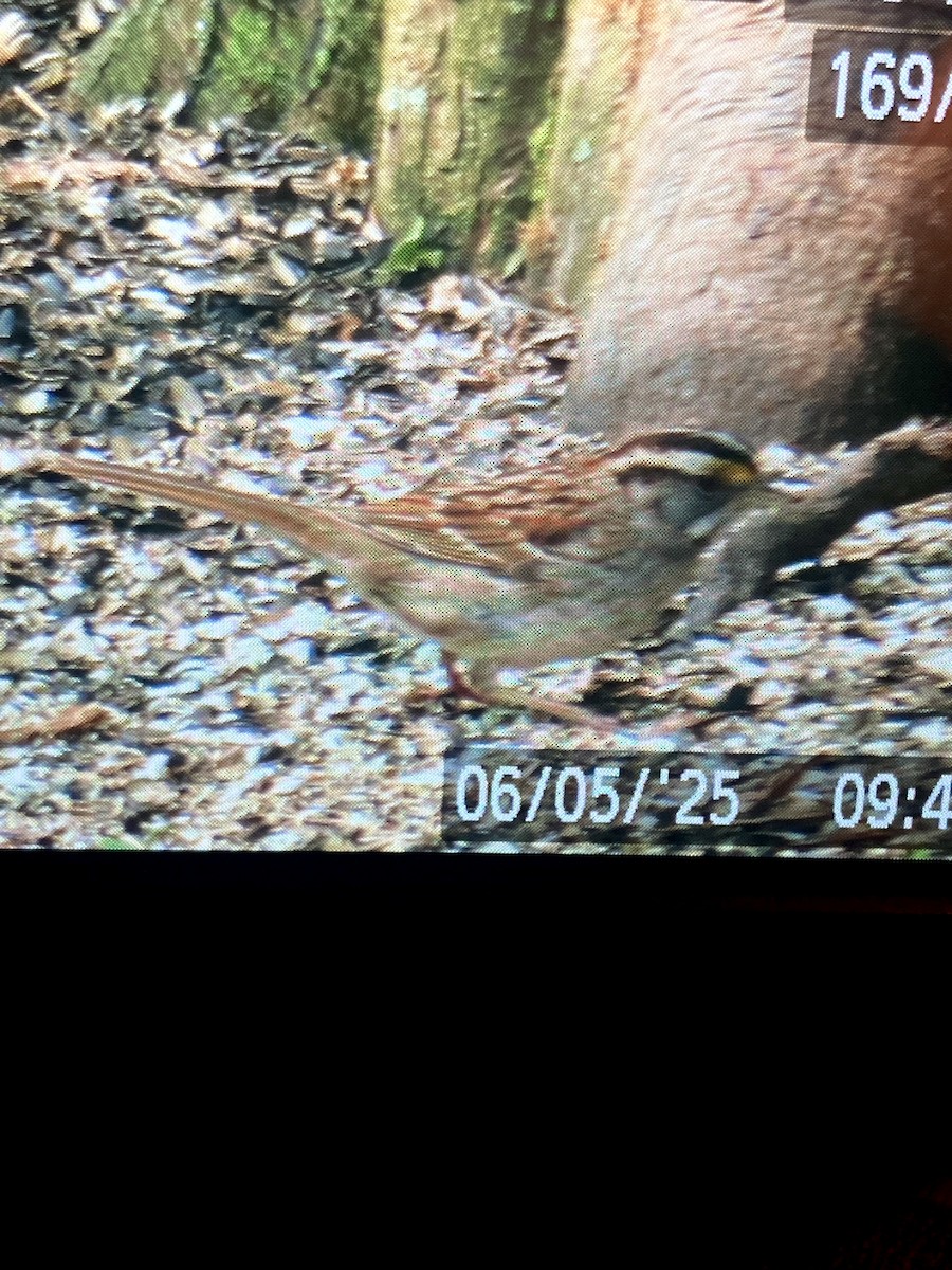 White-throated Sparrow - ML637178743