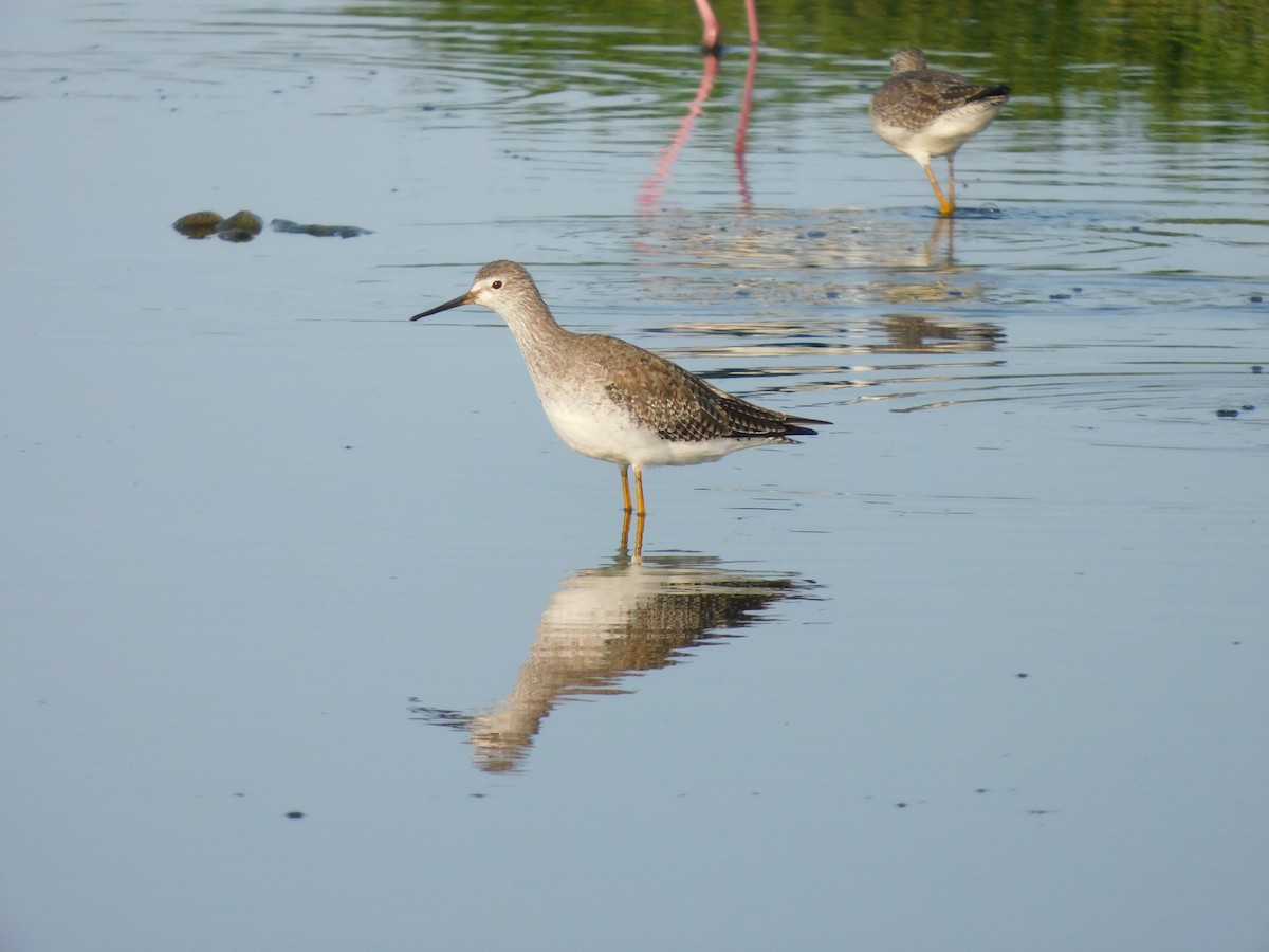 Lesser Yellowlegs - ML637178754