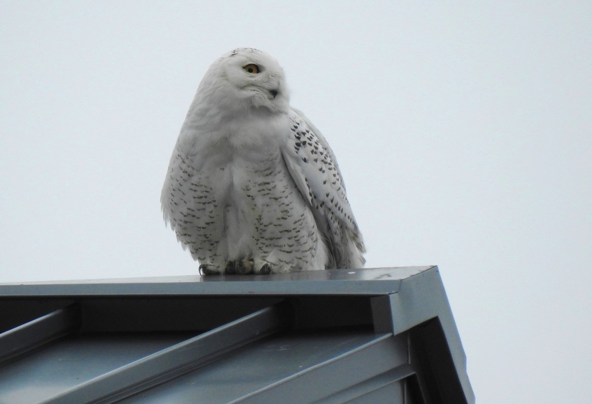 Snowy Owl - ML637178759