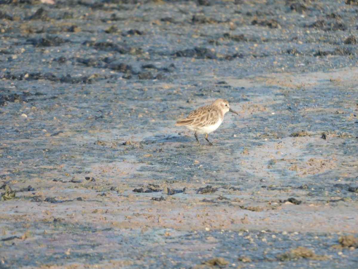 Least Sandpiper - ML637178760