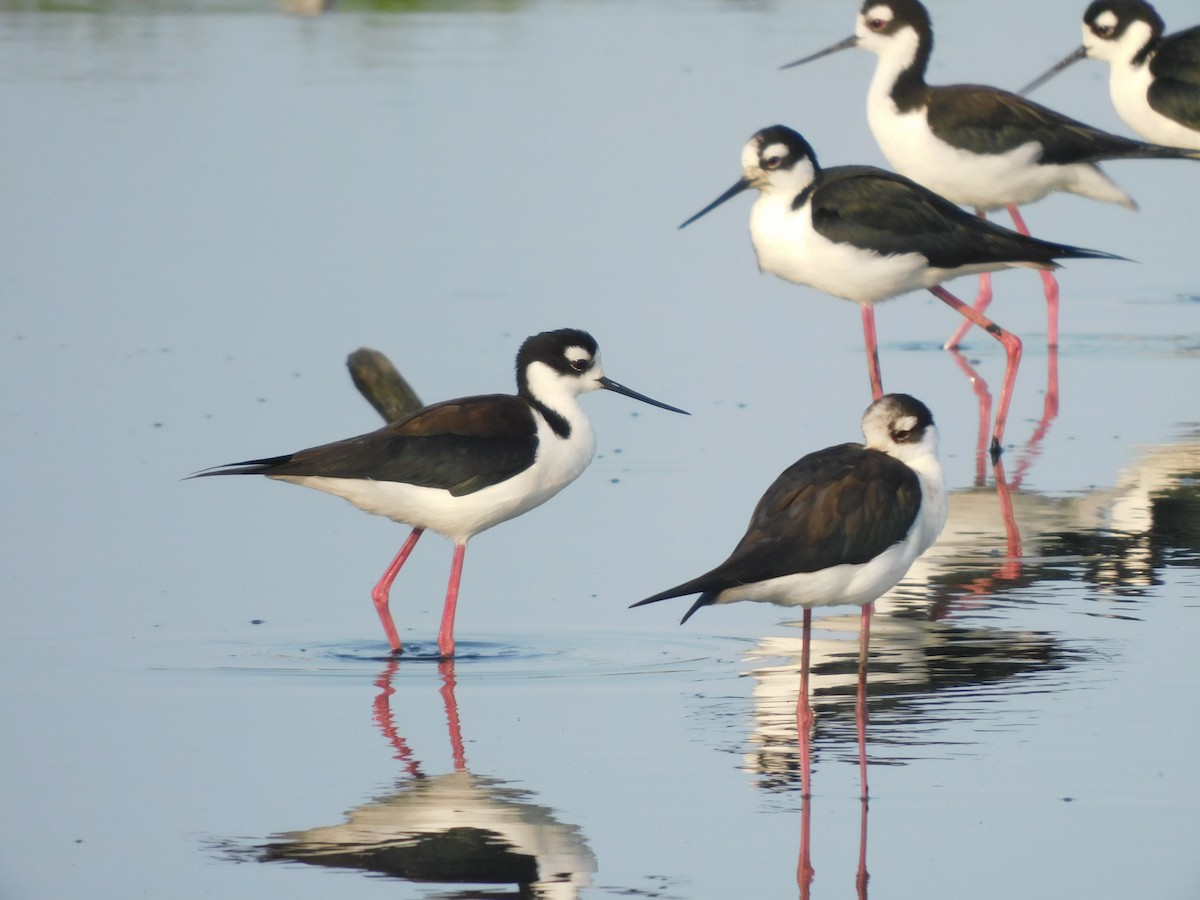 Black-necked Stilt - ML637178769