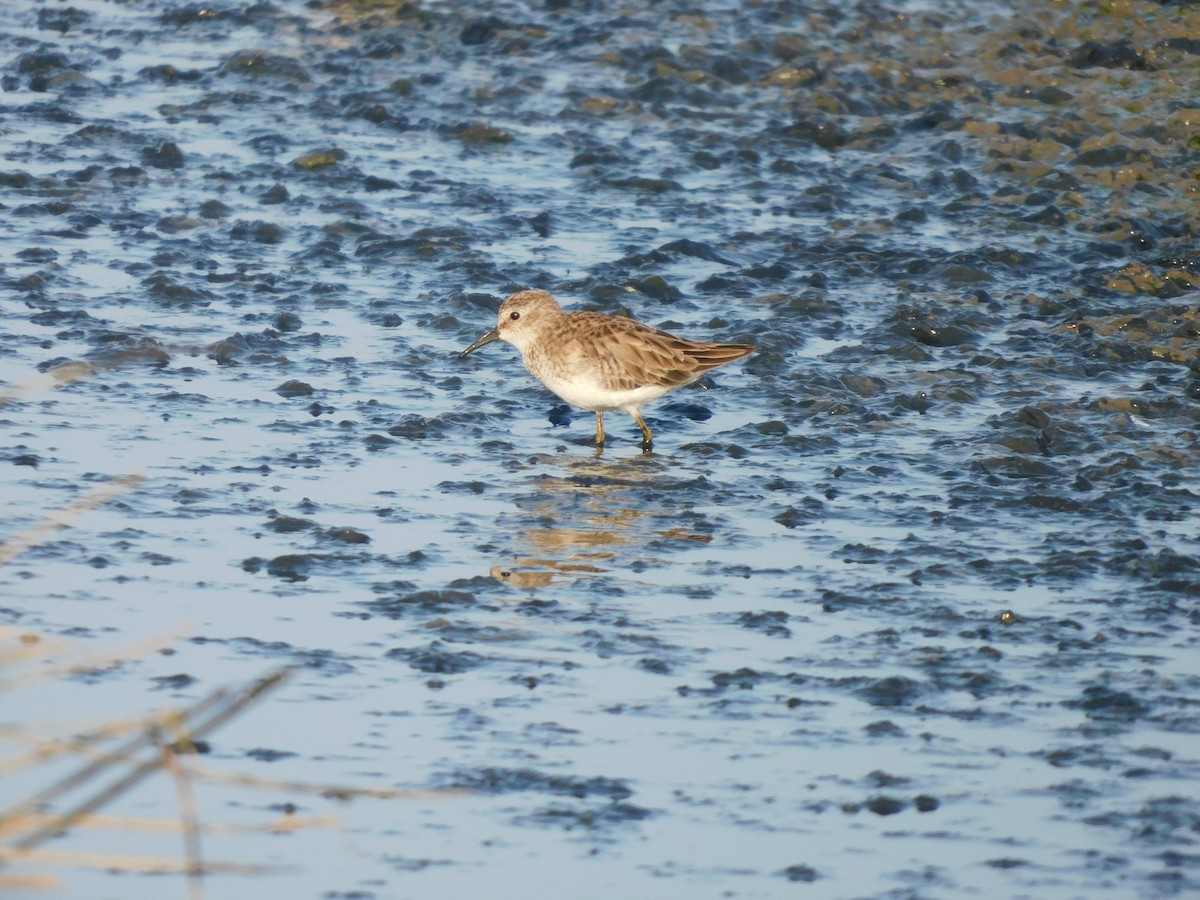 Least Sandpiper - ML637178786