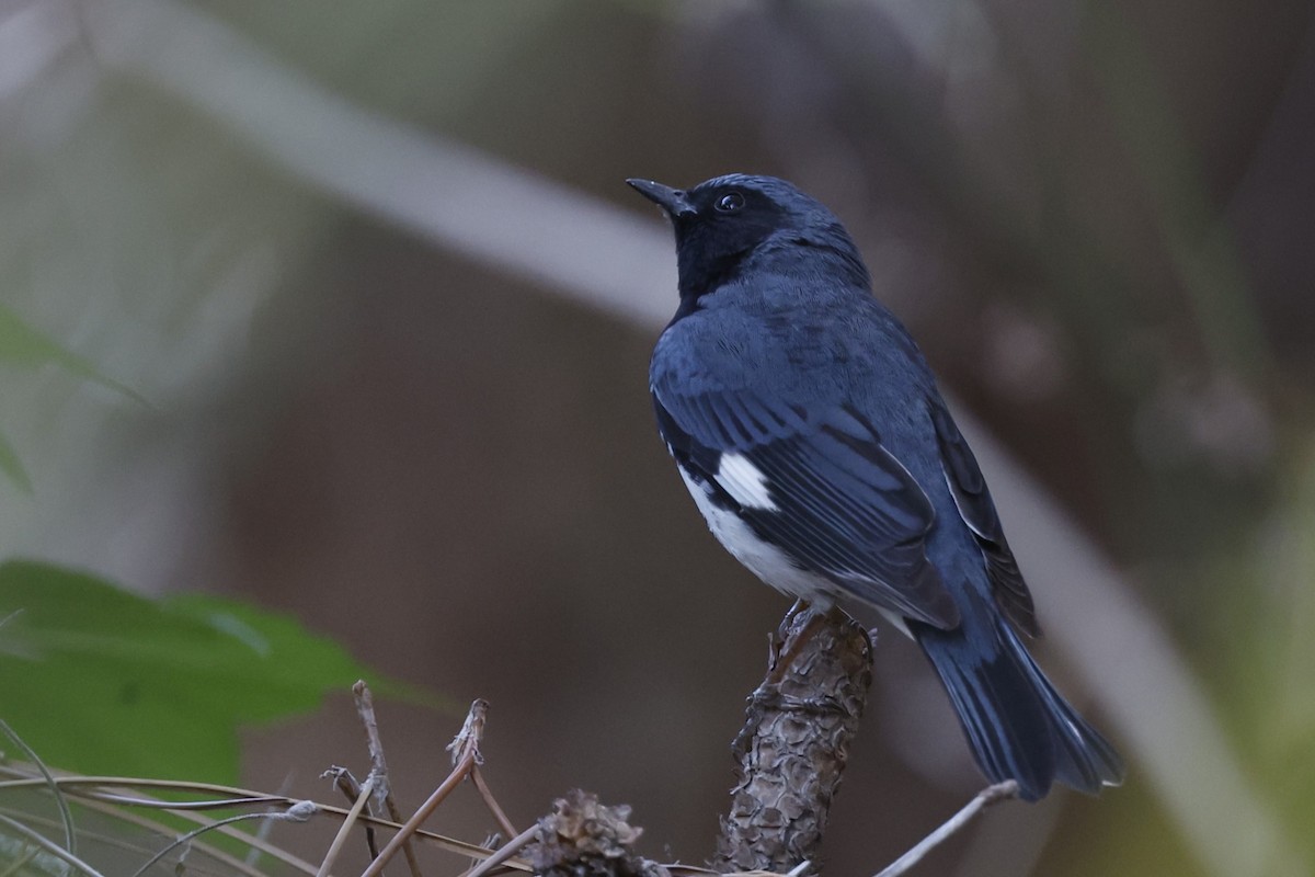 Black-throated Blue Warbler - ML637178809