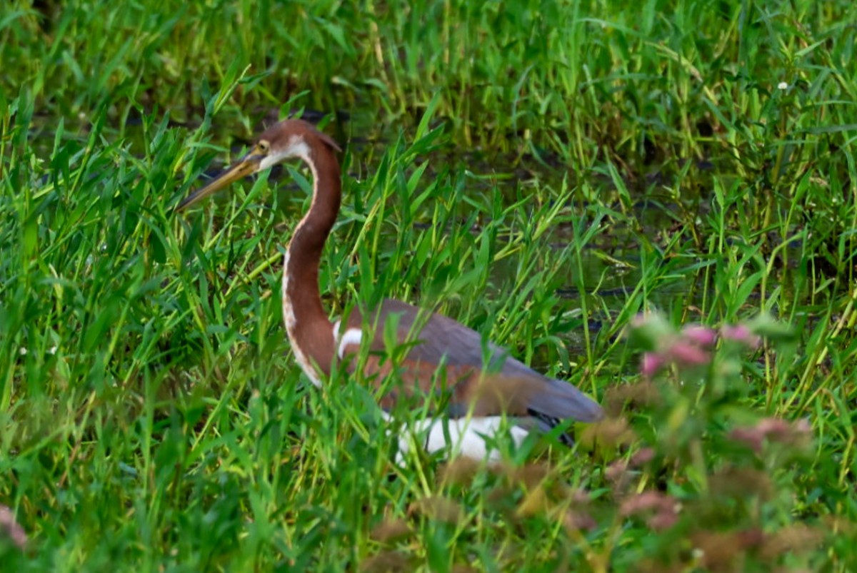 Tricolored Heron - ML637178814