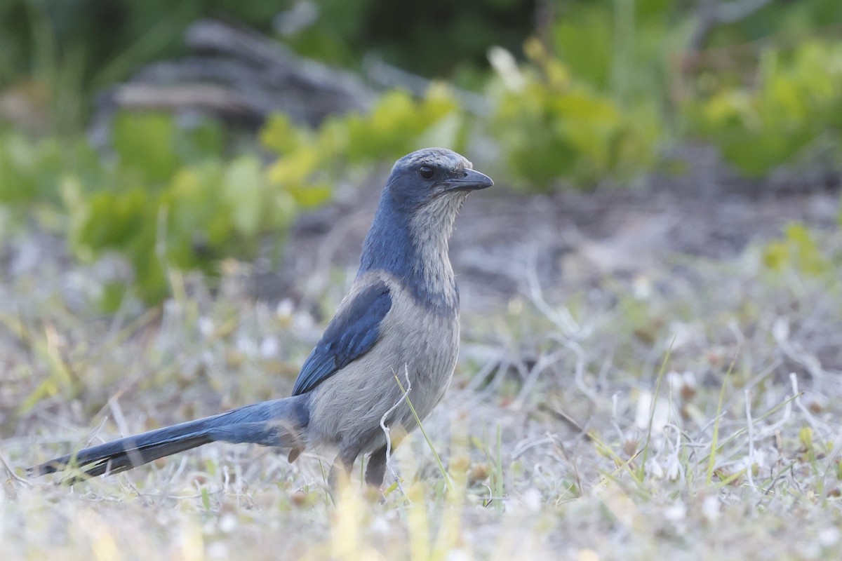 Florida Scrub-Jay - ML637178820