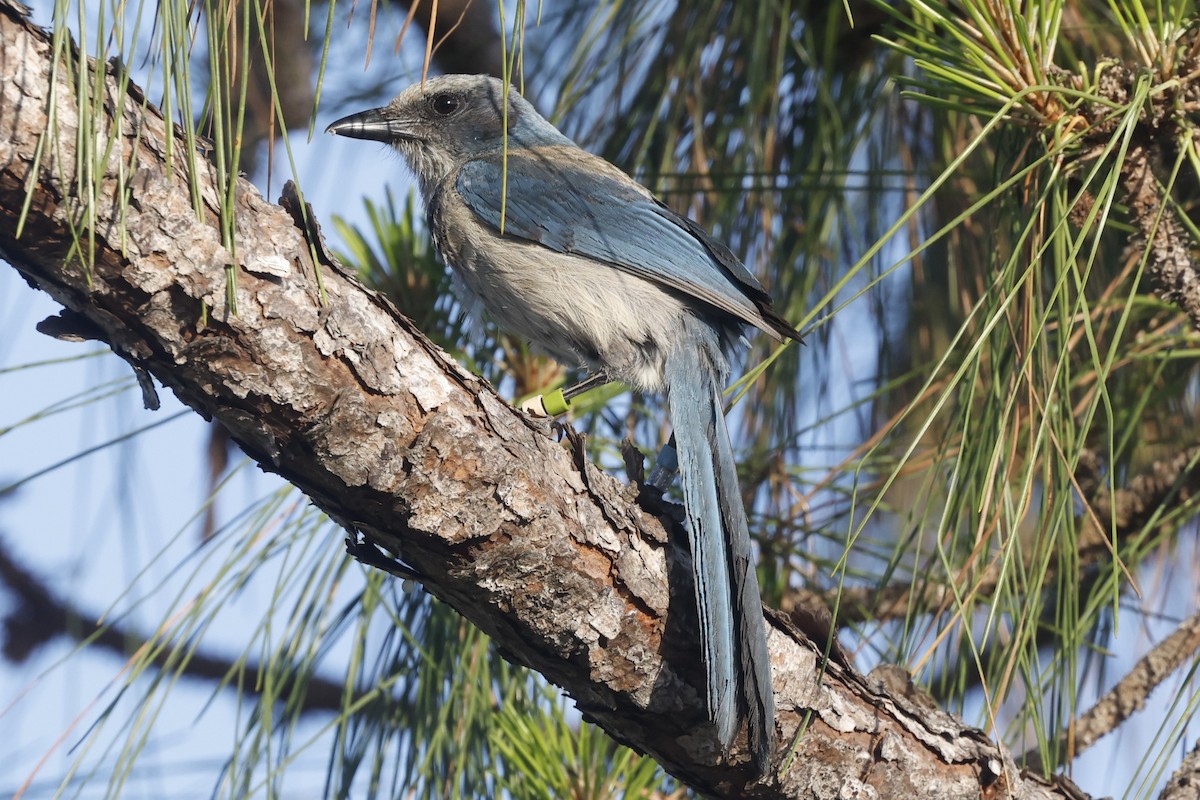 Florida Scrub-Jay - ML637178822