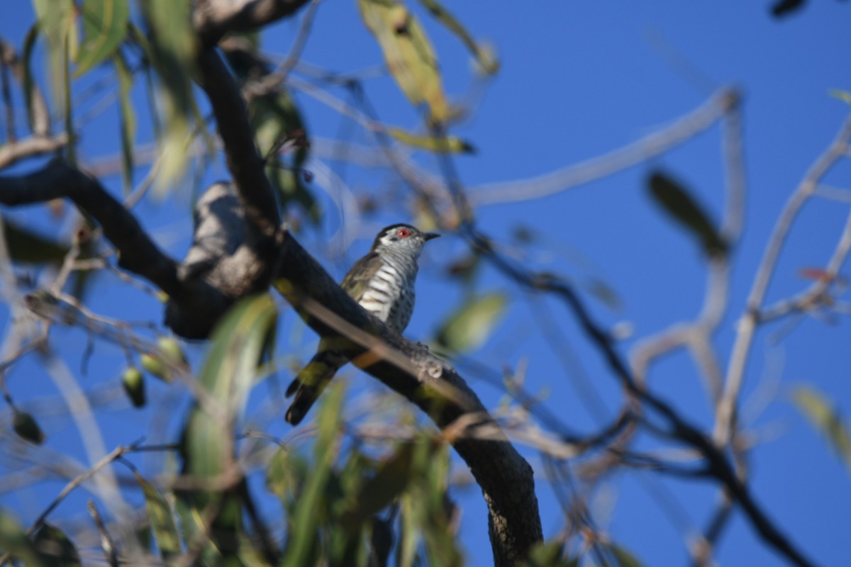 Little Bronze-Cuckoo - ML637178832