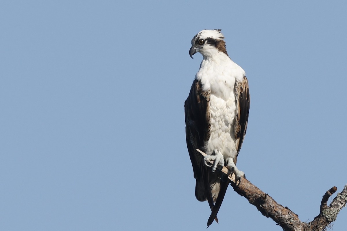 Osprey - ML637178833