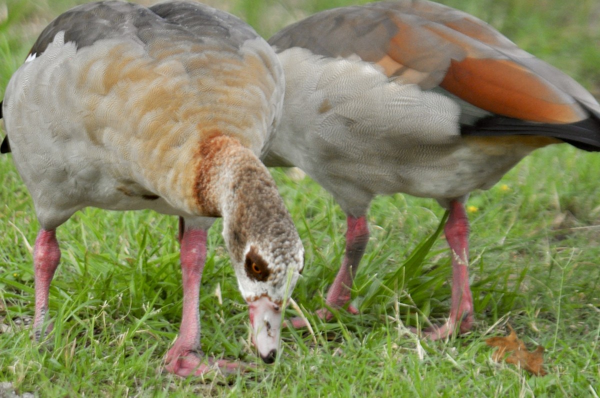 Egyptian Goose - ML637178846