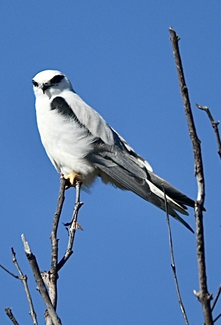 Black-shouldered Kite - ML637178855