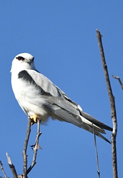 Black-shouldered Kite - ML637178856