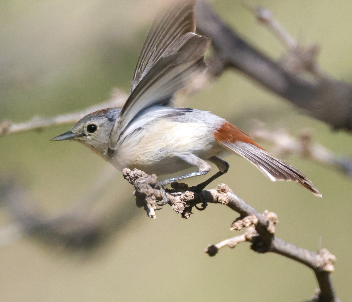 Lucy's Warbler - ML637178885