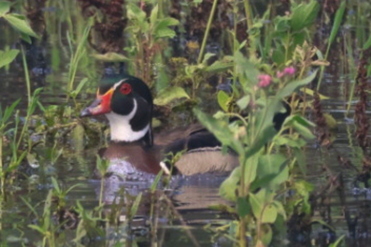 Wood Duck - ML637178895
