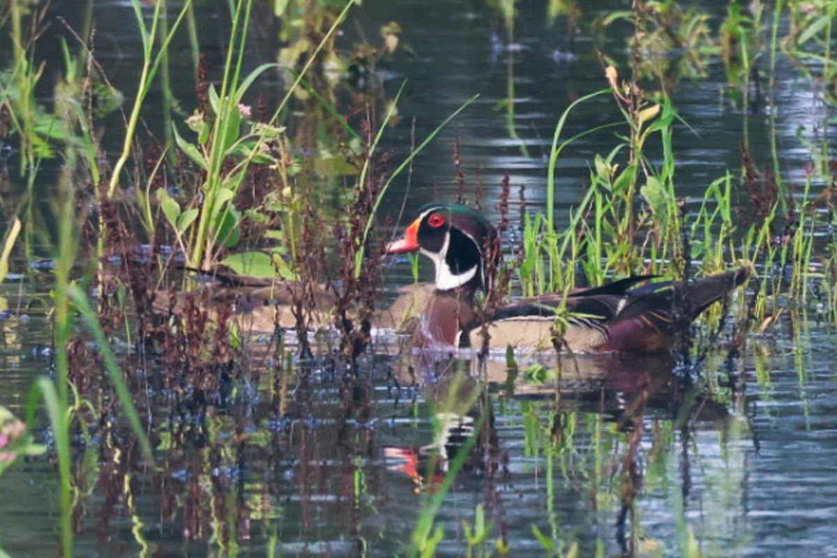 Wood Duck - ML637178896