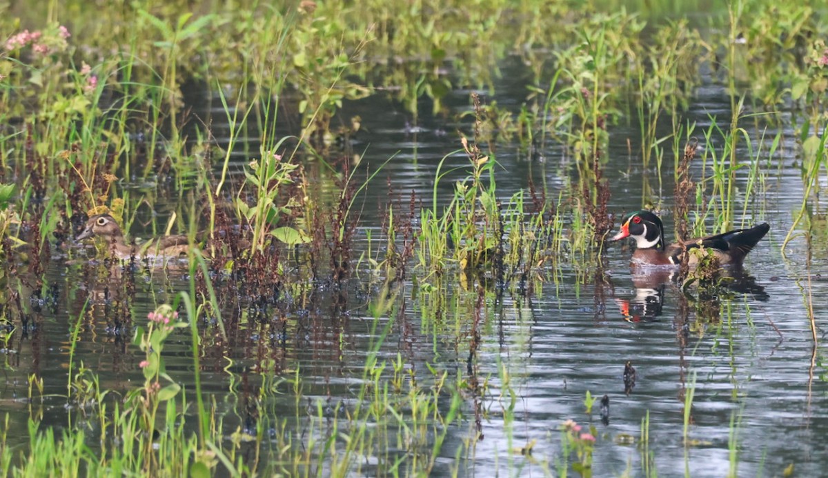 Wood Duck - ML637178897