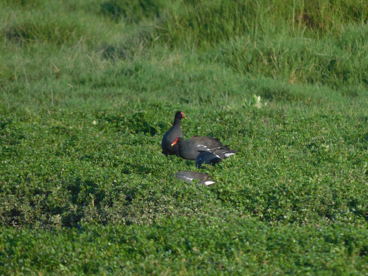 Common Gallinule - ML637178916