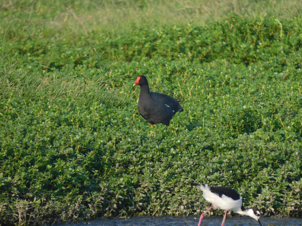 Common Gallinule - ML637178922