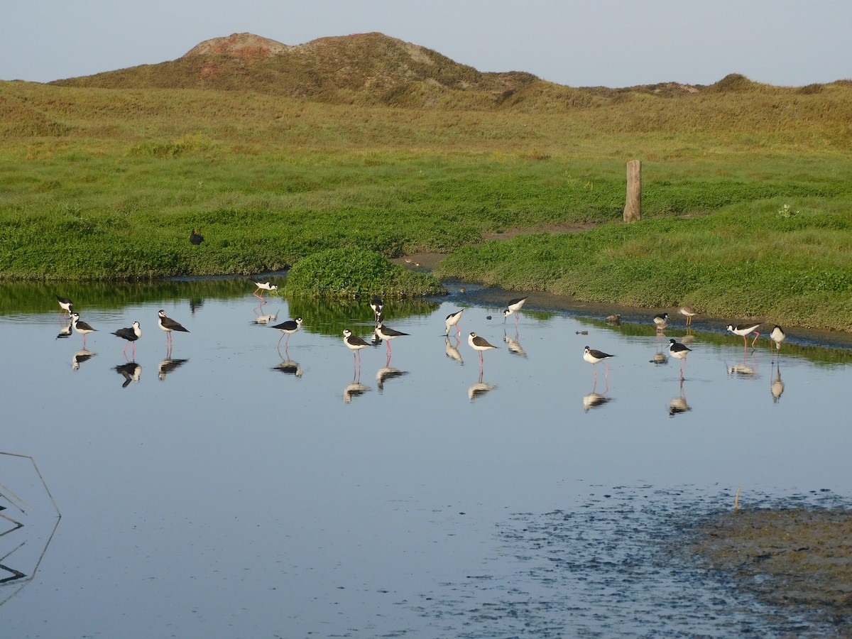 Black-necked Stilt - ML637178930