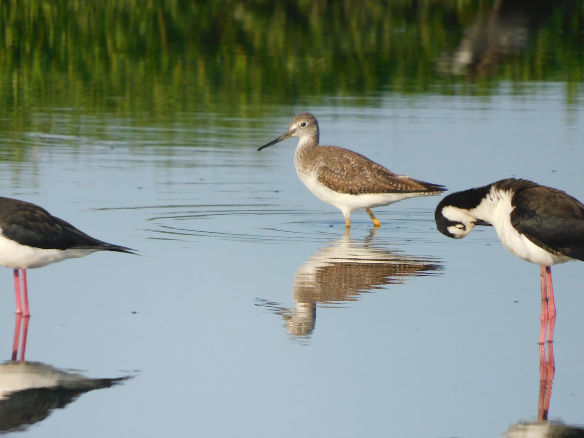 Greater Yellowlegs - ML637178936
