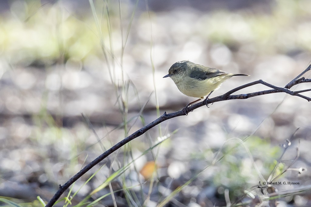Buff-rumped Thornbill - ML637179047