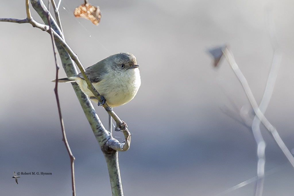 Buff-rumped Thornbill - ML637179048
