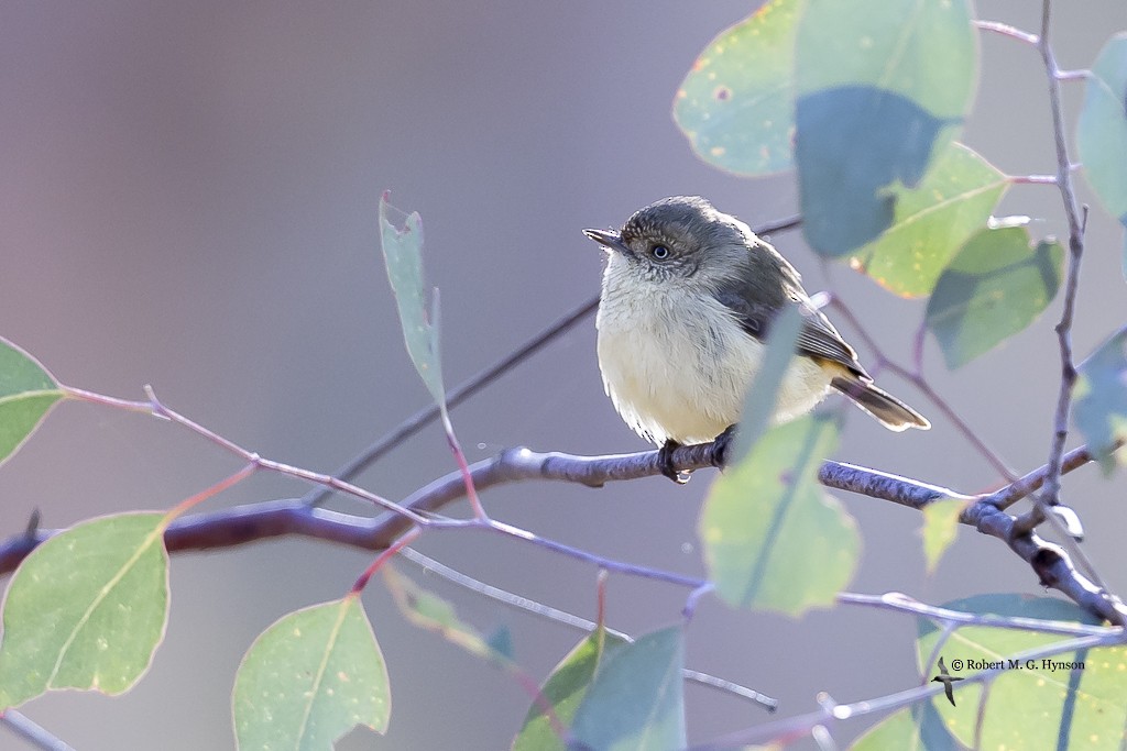 Buff-rumped Thornbill - ML637179049