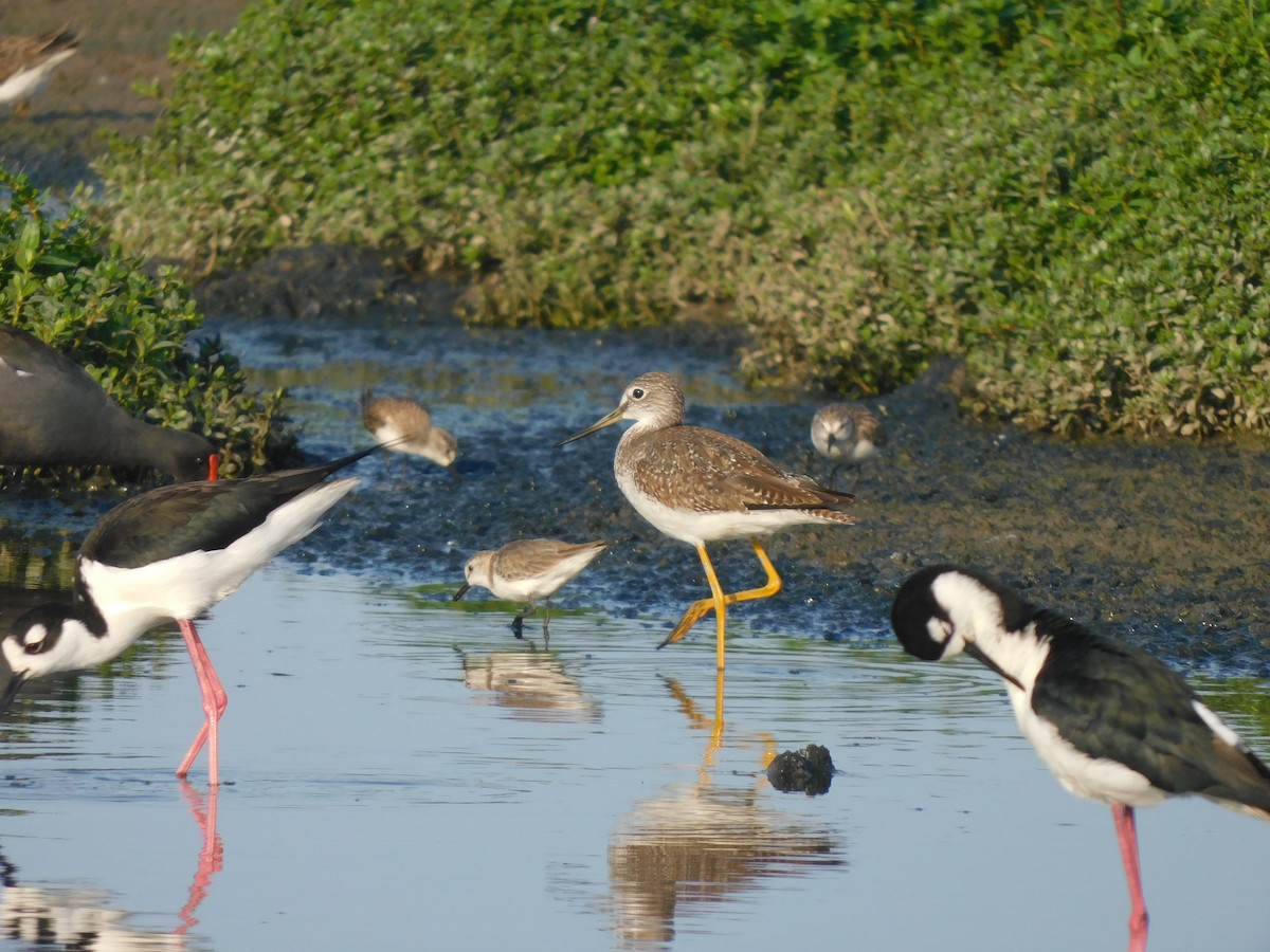 Greater Yellowlegs - ML637179085