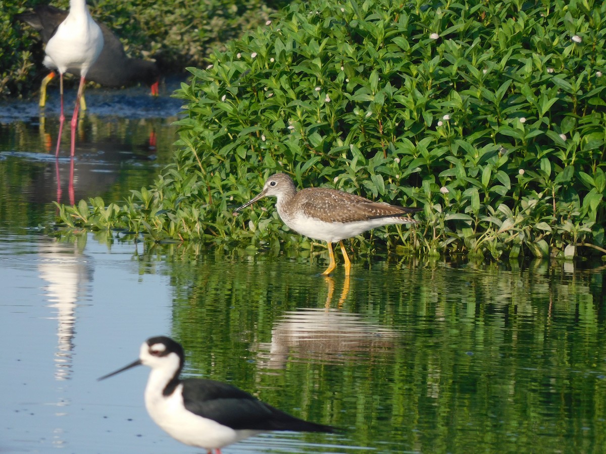 Greater Yellowlegs - ML637179095