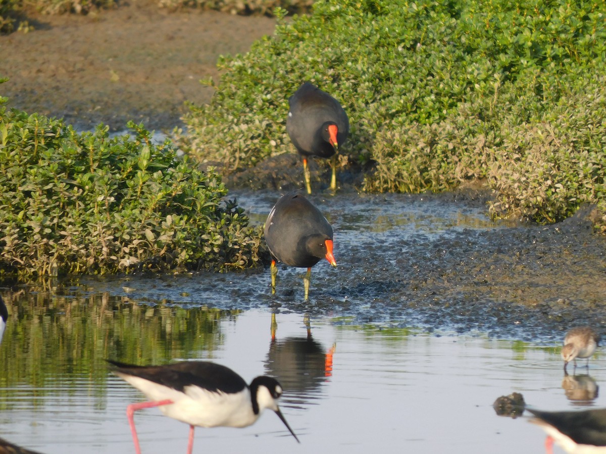 Common Gallinule - ML637179117