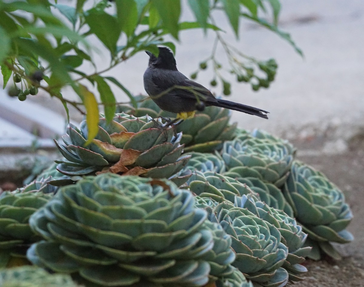 Yellow-thighed Brushfinch - ML637179118