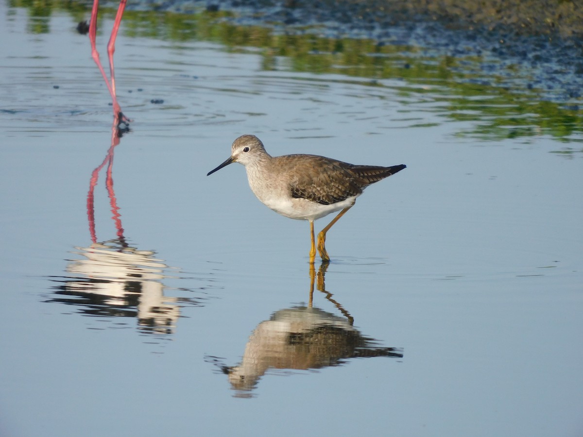 Lesser Yellowlegs - ML637179141