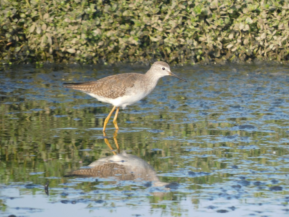Lesser Yellowlegs - ML637179145