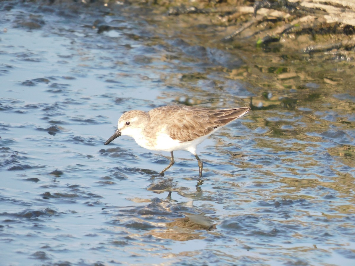 Semipalmated Sandpiper - ML637179158