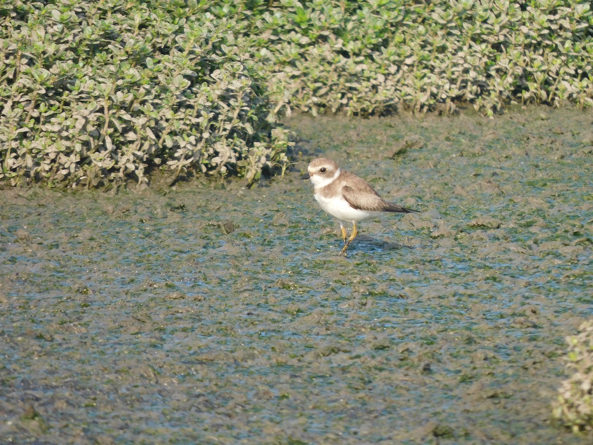 Semipalmated Plover - ML637179162