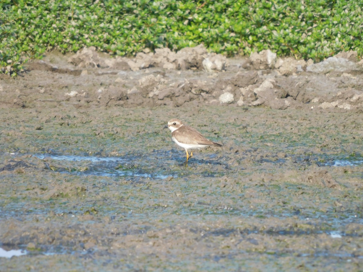 Semipalmated Plover - ML637179174