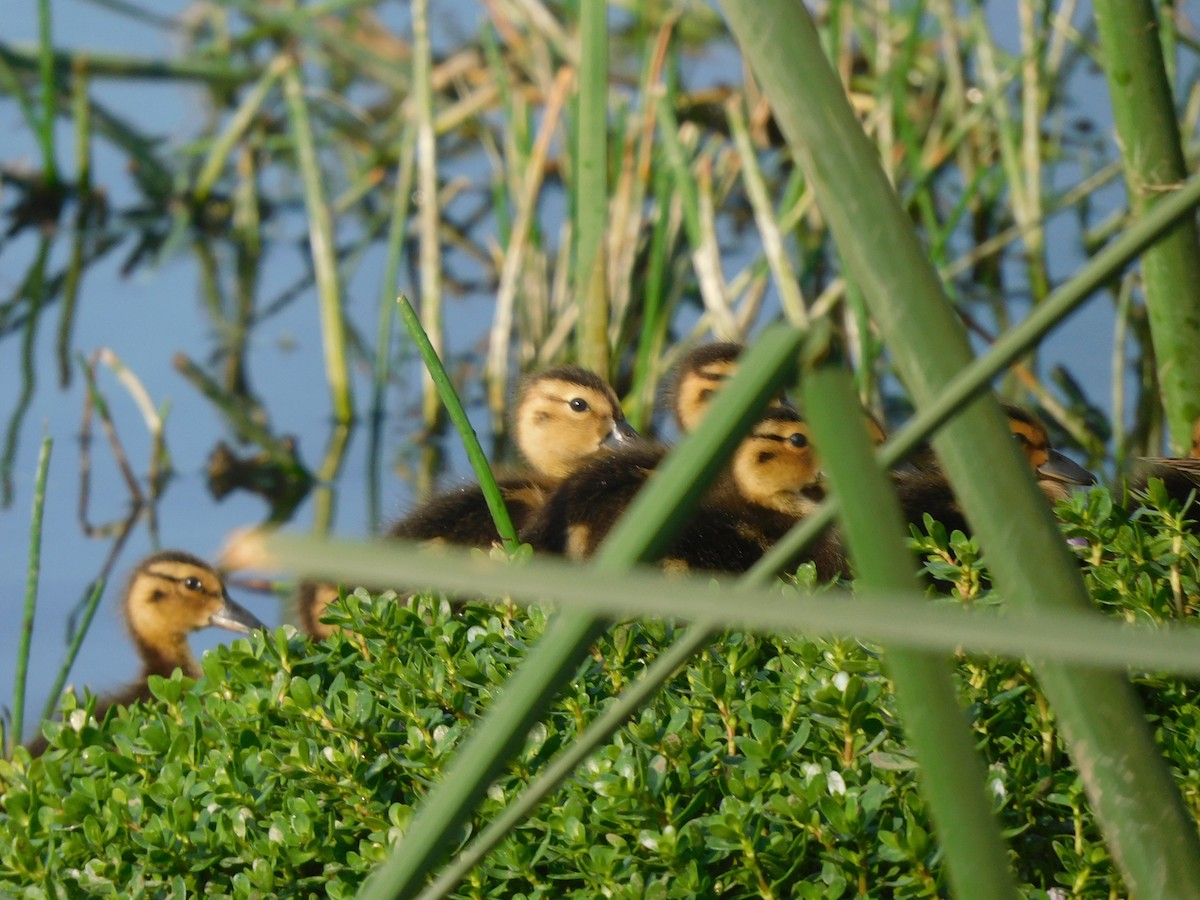 Cinnamon Teal - ML637179188