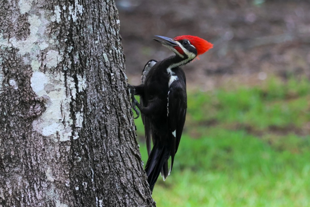 Pileated Woodpecker - ML637179189