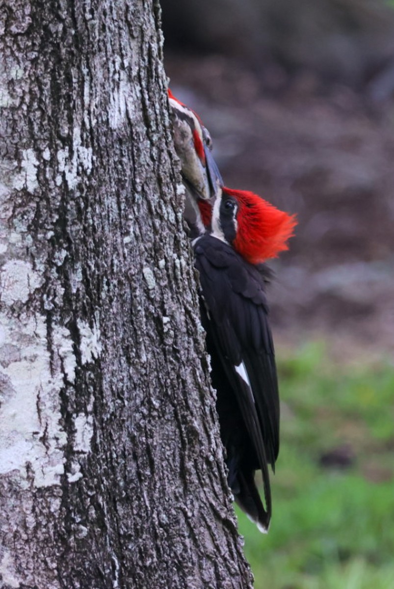 Pileated Woodpecker - ML637179190