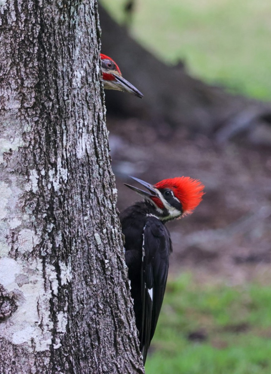 Pileated Woodpecker - ML637179191