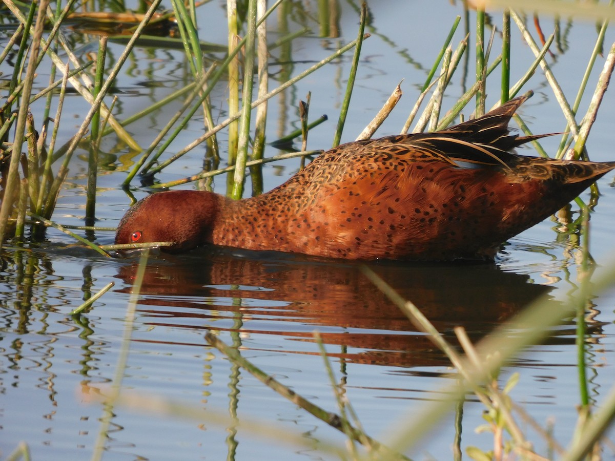 Cinnamon Teal - ML637179205