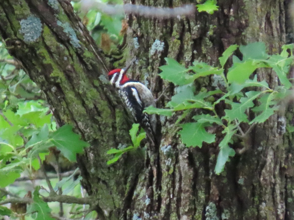 Yellow-bellied Sapsucker - ML637179229