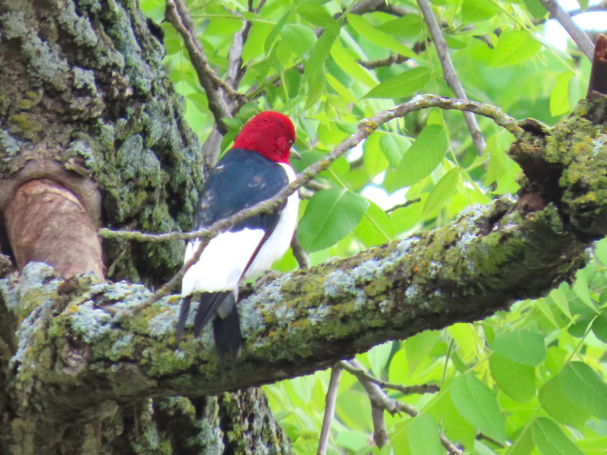 Red-headed Woodpecker - ML637179234