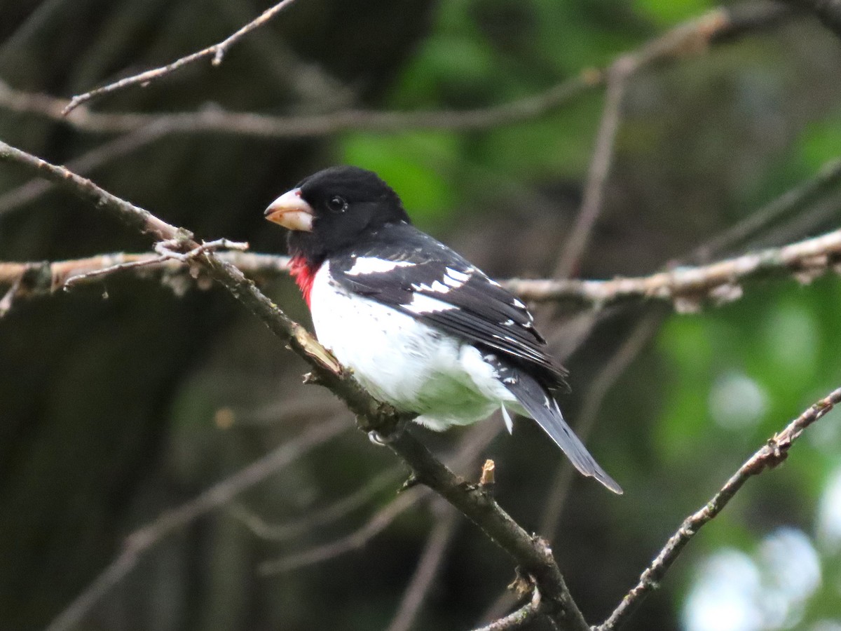 Rose-breasted Grosbeak - ML637179263