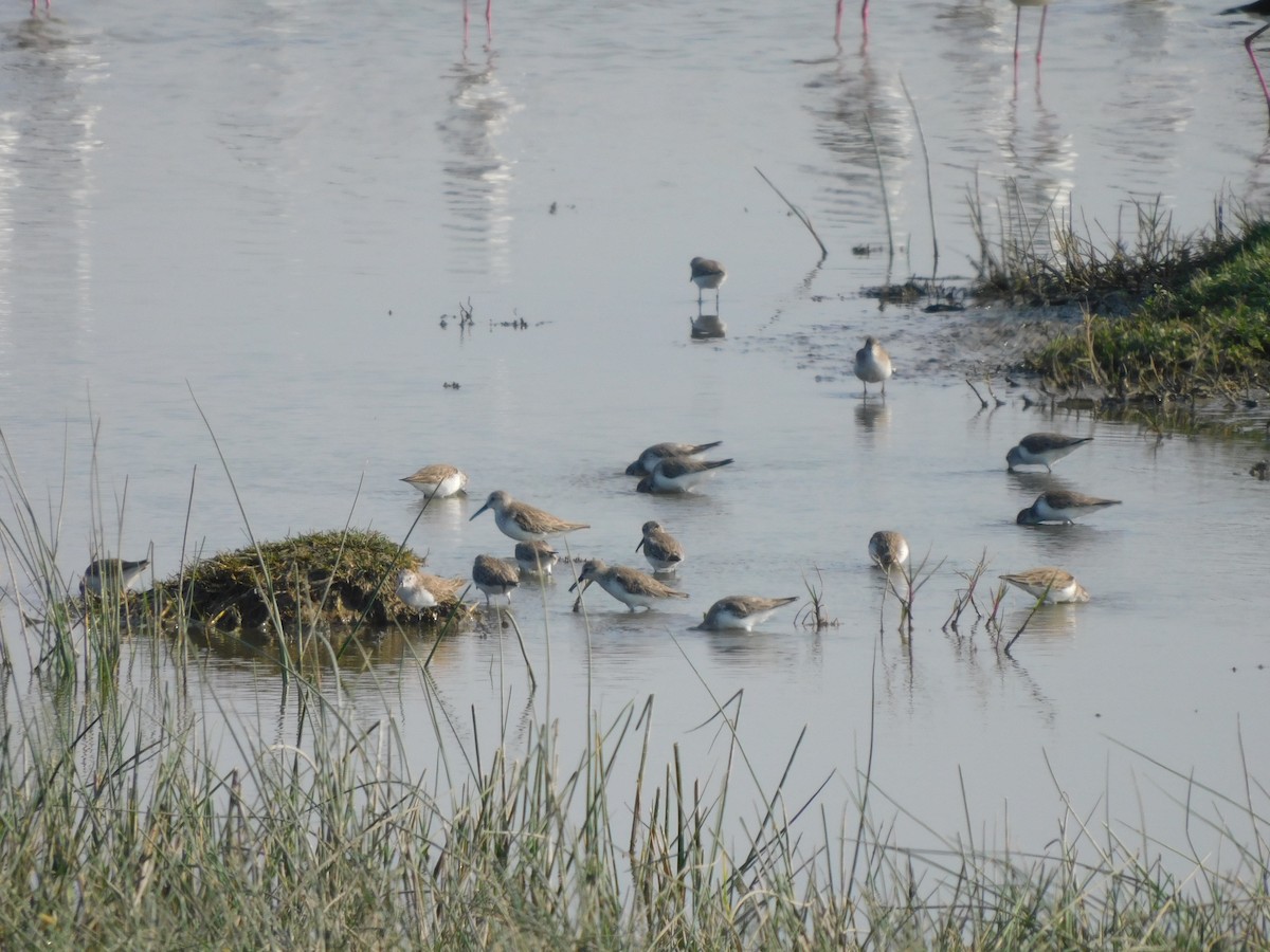 Western Sandpiper - ML637179280