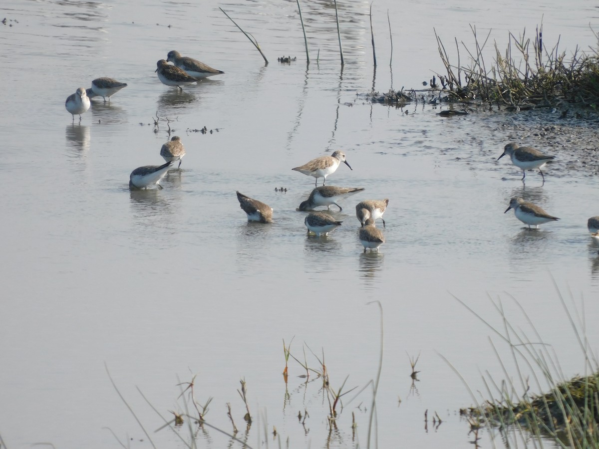 Western Sandpiper - ML637179286