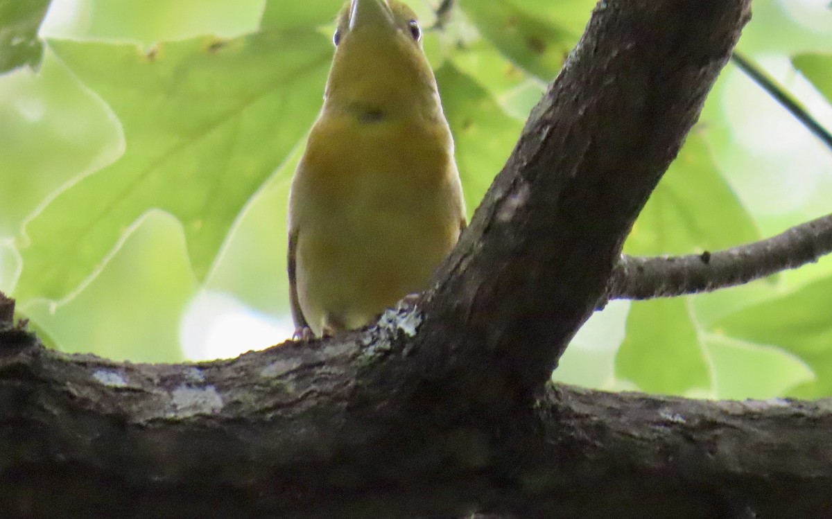 Summer Tanager - ML637179313
