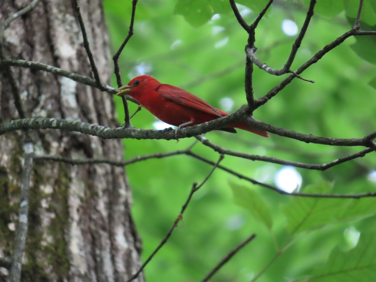 Summer Tanager - ML637179318
