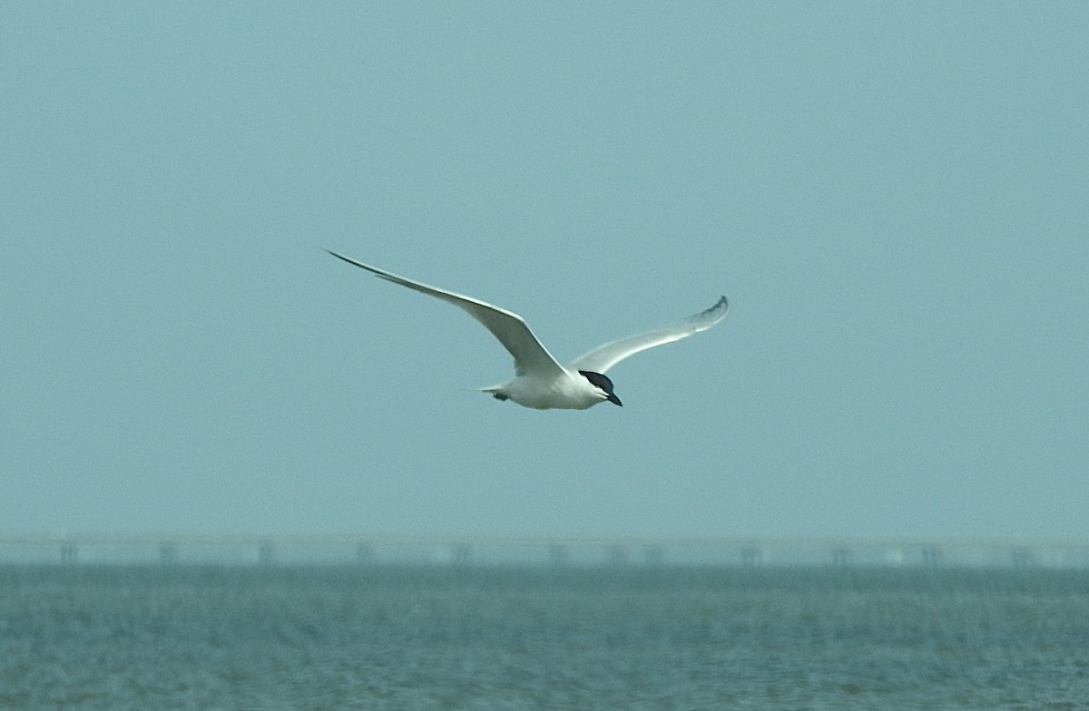 Бахим хараалай - ML637179320