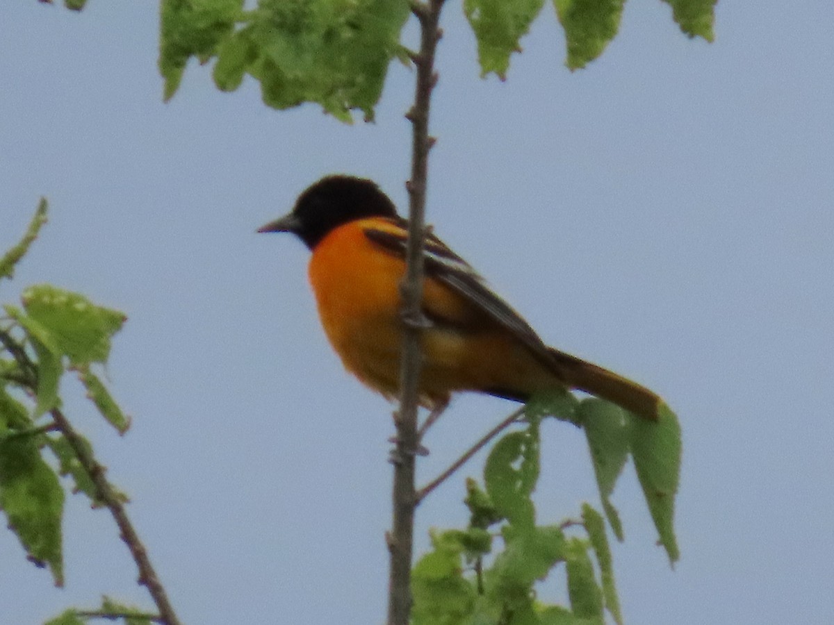 Baltimore Oriole - ML637179324