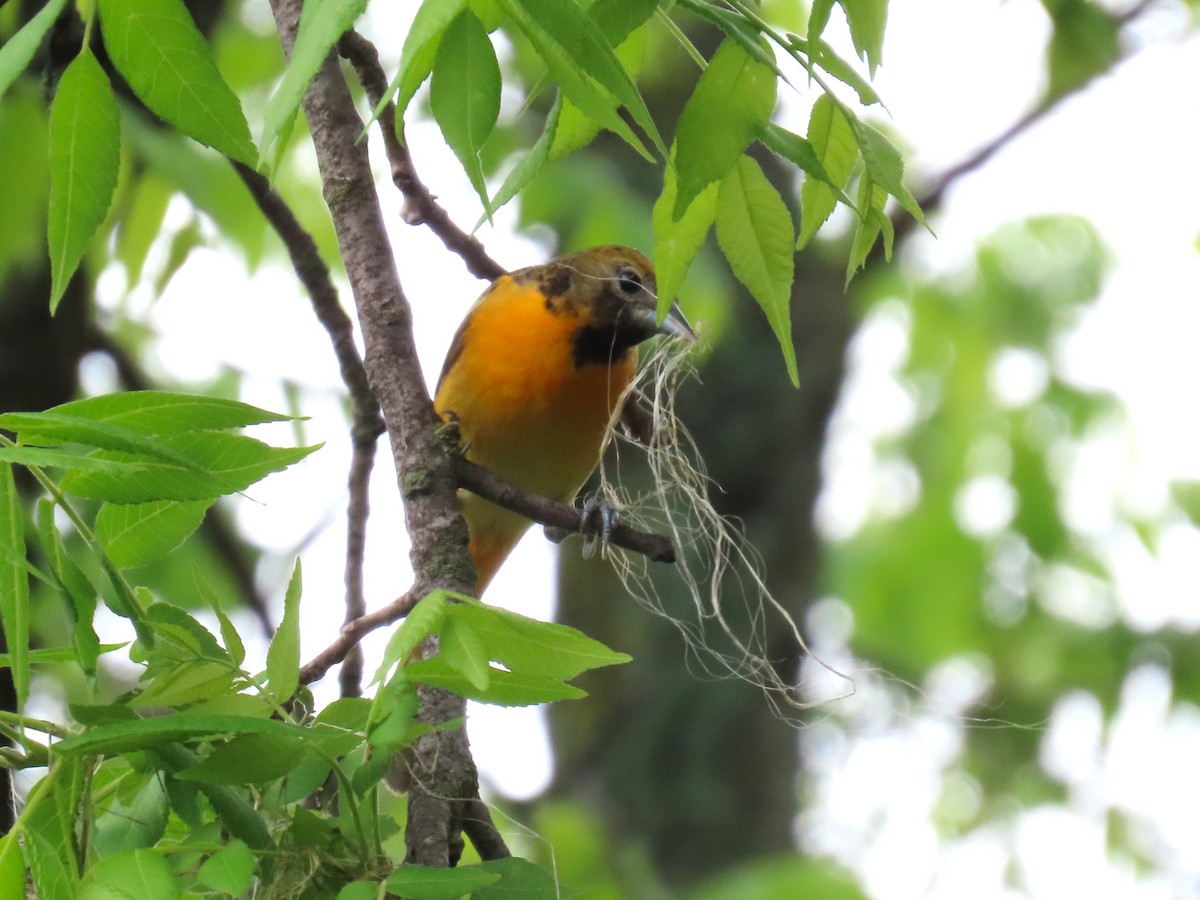 Baltimore Oriole - ML637179325